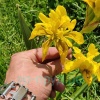 Ирис болотный махровый (Iris Pseudacorus Flore Plena)