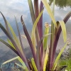 Ирис разноцветный Дак Аура (Iris versicolor Dark Aura)