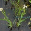 Ирис болотный белый (Iris pseudacorus Japonese Alba)