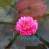 Fuchsia Pom Pom (Фуксия Пом Пом)