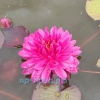 Fuchsia Pom Pom (Фуксия Пом Пом)