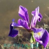 Ирис разноцветный Дак Аура (Iris versicolor Dark Aura)