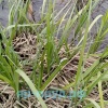 Осока дернистая (Carex cespitosa)