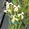 Ирис болотный белый (Iris pseudacorus Japonese Alba)
