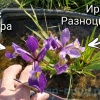 Ирис разноцветный (Iris versicolor)