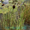 Рогоз карликовый (Typha minima)
