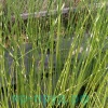Камыш Зебринус (Scirpus Tabernaemontani variegate Zebrinus)
