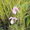 Ирис гладкий Роз Квин (Iris laevigata) Rose Queen
