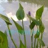 Понтедерия сердцелистная (Pontederia cordata)