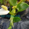 Белокрыльник болотный (Calla palustris)