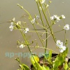 Частуха подорожниковая (Alisma plantago-aquatica)