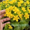Калужница болотная (Caltha palustris)