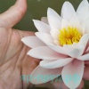Marliacea Carnea (Карнеа)