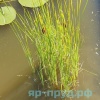Рогоз лаксмана (Typha laxmannii)