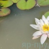 Marliacea Albida (Альбида)