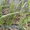 Осока дернистая (Carex cespitosa)