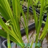 Аир болотный (Acorus calamus)