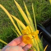 Ирис болотный пестролистный (Iris pseudacorus Variegata )