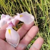 Ирис гладкий Роз Квин (Iris laevigata) Rose Queen