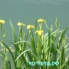 Ирис болотный (Iris pseudacorus)