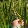 Аир болотный (Acorus calamus)