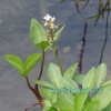Вахта трехлистная (Menyanthes trifoliáta)
