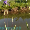 Ирис разноцветный Дак Аура (Iris versicolor Dark Aura)