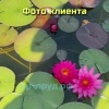 Нимфеи в Тазах 15-20 литров