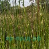 Камыш Зебринус (Scirpus Tabernaemontani variegate Zebrinus)