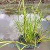 Камыш укореняющийся (Scirpus radicans)