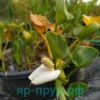 Белокрыльник болотный (Calla palustris)