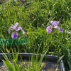 Ирис разноцветный (Iris versicolor)