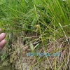 Ситник развесистый (Juncus effusus)