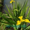 Ирис болотный (Iris pseudacorus)