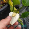 Белокрыльник болотный (Calla palustris)