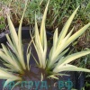 Ирис болотный пестролистный (Iris pseudacorus Variegata )