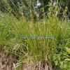 Ситник развесистый (Juncus effusus)
