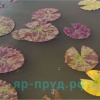 Marliacea Chromatella (Хромателла)