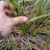 Осока дернистая (Carex cespitosa)