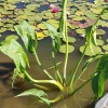 Стрелолист японский махровый (Sagittaria japonica Flore Pleno)