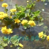 Калужница болотная махровая (Caltha palustris plena)