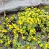 Калужница болотная (Caltha palustris)