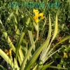 Ирис болотный пестролистный (Iris pseudacorus Variegata )