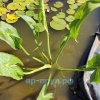 Стрелолист японский махровый (Sagittaria japonica Flore Pleno)