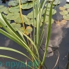 Аир болотный Вариегата (Acorus calamus Variegatus)