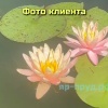Нимфеи в Тазах 15-20 литров