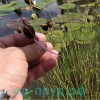 Рогоз карликовый (Typha minima)