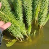 Водная сосёнка (Hippuris vulgaris)