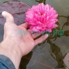 Fuchsia Pom Pom (Фуксия Пом Пом)
