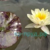 Marliacea Chromatella (Хромателла)